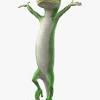 The geico gecko was created by the martin agency (today's cgi version was generated by framestone cfc) and was created from the effect of a screen actors guild strike in 2000. 3