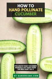 Image result for how to self pollinate cucumbers