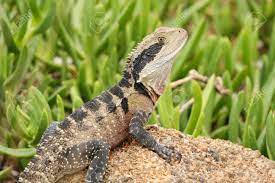 We did not find results for: The Australian Water Dragon Which Includes The Eastern Water Stock Photo Picture And Royalty Free Image Image 58675280