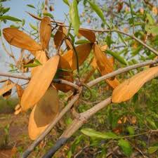 Image result for Hippocratea longipetiolata