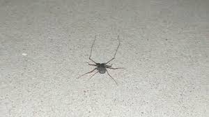 Maybe you would like to learn more about one of these? Tailless Whip Scorpion Az Youtube