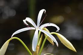 Image result for Crinum aurantiacum