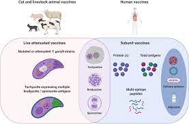 5 întregi și 5 pe 6 = 35 pe 6 1 kg de biscuiți costa = 52,5 : Frontiers Key Limitations And New Insights Into The Toxoplasma Gondii Parasite Stage Switching For Future Vaccine Development In Human Livestock And Cats Cellular And Infection Microbiology