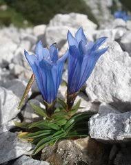 Image result for Exochaenium pumilum