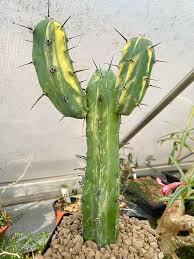 Image result for Ceropegia conrathii