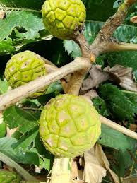 Image result for Myrianthus arboreus