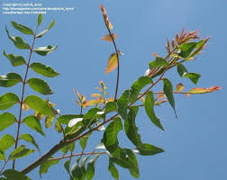Chinese pistache is used as the understock on which the commercial pistachio nut (pistacia vera) is grafted. Plantfiles Pictures Pistacia Species Chinese Pistache Chinese Pistachio Pistacia Chinensis By Salvia Lover