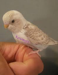 Cinnamon Wings Resesive Pie Cute Birds Parakeet Budgies
