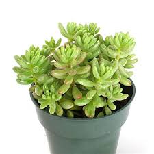 Leaf pads are eaten as a vegetable. Succulent Jelly Bean Plant Succulents Planting Succulents Plants