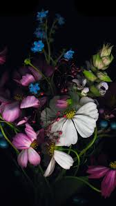 Ios 8 Default Colorful Flowers Iphone 5 Wallpaper Hd Free Download Iphonewalls