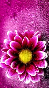 Beautiful flower wallpaper mobile hd Wallpaper Purple Flowers Mobile Best Hd Wallpapers Flower Iphone Wallpaper Pink Flowers Wallpaper Flower Wallpaper