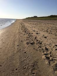 Das ist auch die schnellste möglichkeit. Saedding Strand Beach 2021 Leitfaden Mit Fotos Die Besten Strande In Esbjerg