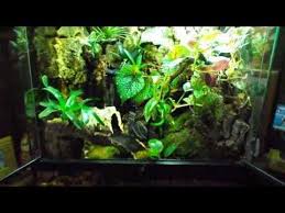 Dart Frog Vivarium Youtube Dart Frog Poison Dart Frogs Dart Frog Vivarium