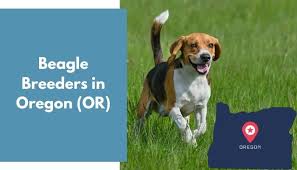 Feb 05, 2018 · lemon beagle puppies. 3 Beagle Breeders In Oregon Or Beagle Puppies For Sale Animalfate