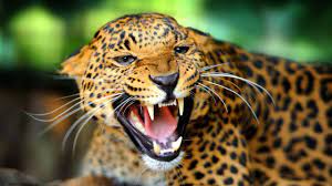 59578 animal hd wallpapers and background images. 4k Animal Wallpapers Top Free 4k Animal Backgrounds Wallpaperaccess