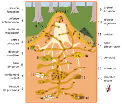 Fourmiculture crée des fourmilières artificielles innovantes pour réussir l'élevage de fourmis et l'observation des fourmis. Resultat De Recherche D Images Pour Plan Fourmiliere Ant Farms Ants Map