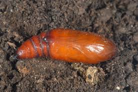 Image result for Hadena perplexa