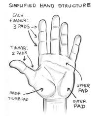Hands are one of the most difficult things to draw, especially as beginner artist. How To Draw Hands Quora