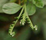 Image result for Euploca ovalifolia