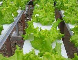 Lebih lanjutnya, kali ini kita akan membahas lebih lajut mengenai apa itu budidaya hidroponik hingga apa saja cara menanamnya. Hidroponik Buatan Sendiri Malaysia Sarapan Pagi Di Malaysia Makan Peccel Buatan Sendiri Mudah Apa Yang Dimaksud Media Tanam Hidroponik Evisoltsan