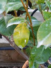 The magnesium in the epsom salts should get it flowering again. Ask A Question Forum What Is Wrong With My Dipladenia Garden Org