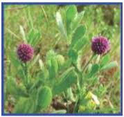 Image result for Sphaeranthus peduncularis