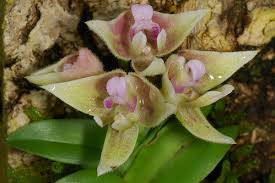 Image result for Polystachya johnstonii