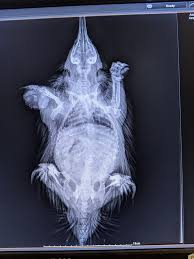 Www Iloveveterinary Com Vet Medicine Animal Shelter Animals Wild