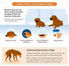 Dog Anxiety Natural Remedies A Complete Guide Canna Pet