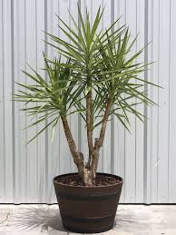 Image result for Yucca gigantea