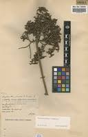 Image result for Myrianthus arboreus