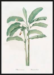 Image result for Musa paradisiaca
