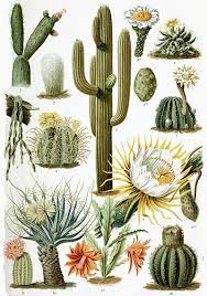 After a rains, existing dehydrated in times of drought, the rainfall roots shrivel and also diminish and the existing roots … Cactus Owlapps
