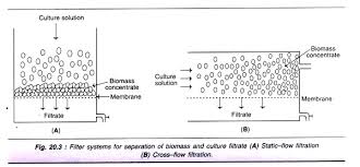 Stages In Downstream Processing 5 Stages