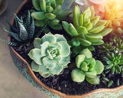 Plant a themed succulent and cacti garden in a pot, urn or old fountain to create visual interest, layers of texture and splases of color in your garden or on your patio. How To Make Your Own Succulent Container Garden Home Matters