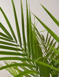 This recipe sounds very yummy and looks great too. How To Care For The Majesty Palm Plant Plants 101 The Sill