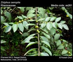 Image result for Rhamnaceae