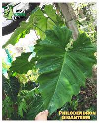 This variety is also sometimes called an elephant ear, though it is a slightly. Philodendron Giganteum Philodendron Giganteum Planting Flowers
