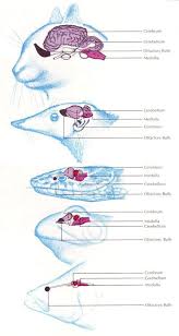 Email us anytime at staff@thepethospitals.com. Animal Anatomy Anatomia Canina Tecnico De Veterinaria Radiologia Veterinaria