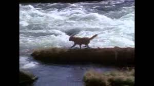 The film may not be flawless, but for what it is, it's a fun, charming. 25 Fun Facts About Homeward Bound The Incredible Journey