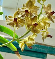 Image result for Vandellia subracemosa