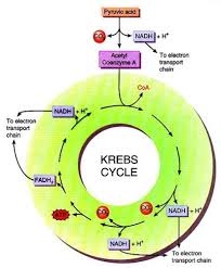 Understand cell respiration and study other topics of cell biology. Miller And Levine Biology 9 2 The Process Of Cellular Respiration Flashcards Quizlet