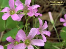 Image result for Oxalis debilis