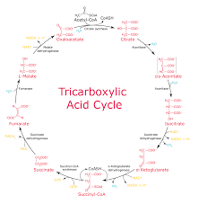 Cells do cellular respiration to extract energy from the bonds of glucose and other food molecules. The Krebs Cycle Harnessing Chemical Energy For Cellular Respiration Sigma Aldrich