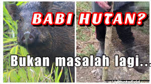 Tapi, sebelum kita masuk ke topik nak menghalau lalat, jom kita berkenalan dulu. Cara Elak Gangguan Babi Hutan Wild Boar Pokok Stress Selepas Ditanam Wajib Tonton Youtube