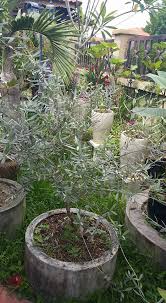 Maybe you would like to learn more about one of these? Surah At Tin Watini Wazaitun Amanda Putri S Garden Facebook