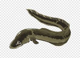 The ability to generate potentially dangerous amounts of electricity. Eel Coloring Book Drawing Eel Angle Seafood Png Pngegg
