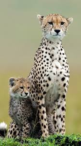 Mama Cheetah Her Mini Me Baby Wild Cats Big Animals Cute Animals
