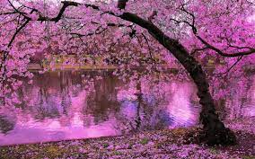 Find illustrations of sakura tree background. Sakura Tree Cherry Blossom Wallpapers 1680x1050 Desktop Backgrounds