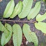 Image result for Coula edulis